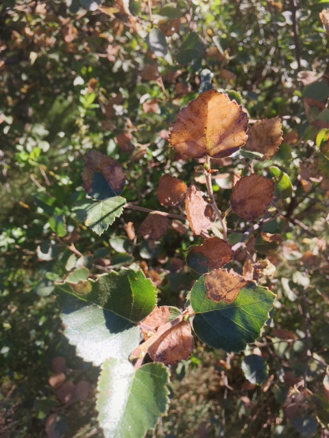 Birkiþéla_BH (1).jpg